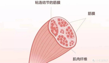 筋膜槍選購指南 五款質(zhì)量可靠的爆單產(chǎn)品深度解析