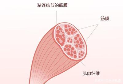 掌中放松利器 每物EM迷你筋膜槍深度評測
